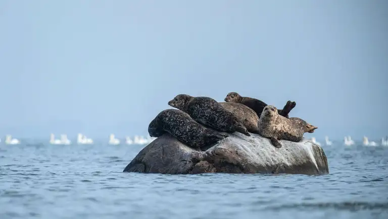 Sæler på en sten i Avnø Fjord